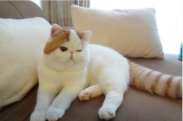 加菲猫 什么？世界上真的有这个品种吗