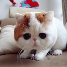 加菲猫 什么？世界上真的有这个品种吗