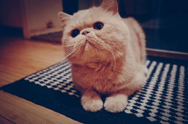 加菲猫 什么？世界上真的有这个品种吗