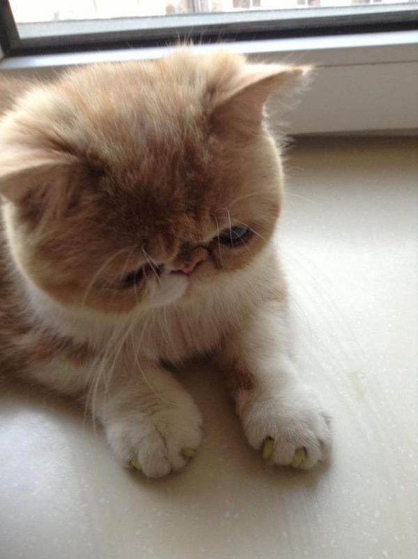 加菲猫 什么？世界上真的有这个品种吗