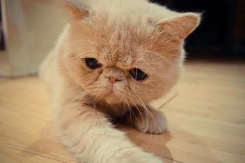 加菲猫为什么很少人养 要有足够的资金和时间