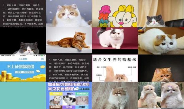 加菲猫的颜色大全