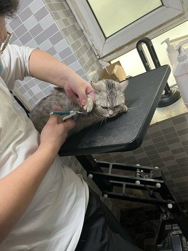 周末好洗猫，洗完不做脏猫猫