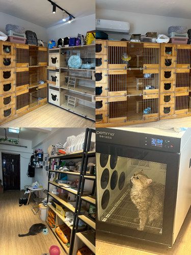 带我的犟种小猫洗澡咯