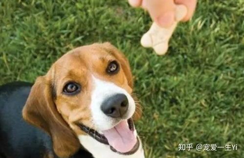 宠物狗狗饮食指南