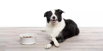 宠物狗狗饮食指南