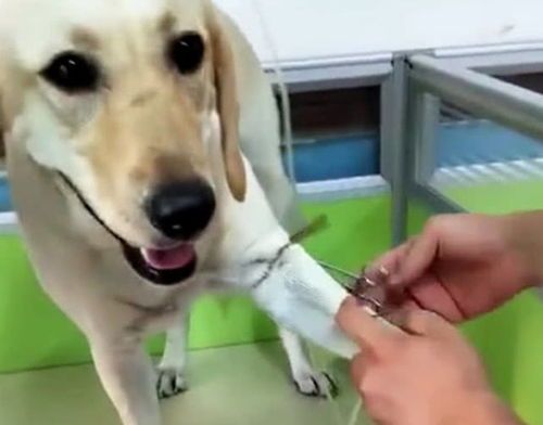 “狗狗食欲不振?营养搭配来帮忙!”