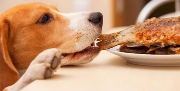 狗狗饮食指南:成长期营养搭配