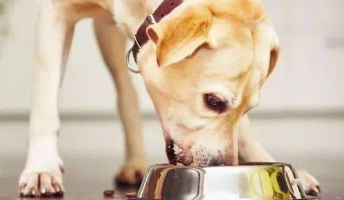 “宠物美食日记：狗狗营养搭配，美味又健康！”