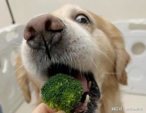 “宠物美食日记：狗狗营养搭配，美味又健康！”