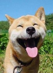 狗狗营养指南:科学喂食,健康成长!