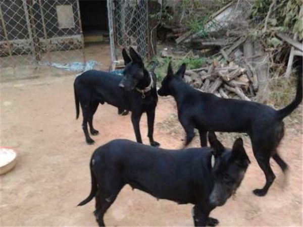 二郎神神兽哮天犬镇宅辟邪犬黑狼犬
