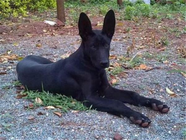 二郎神神兽哮天犬镇宅辟邪犬黑狼犬