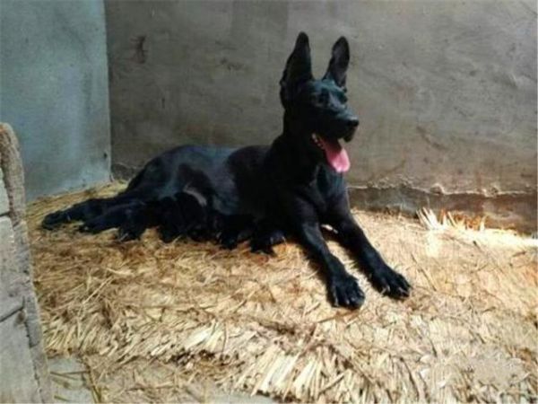 二郎神神兽哮天犬镇宅辟邪犬黑狼犬