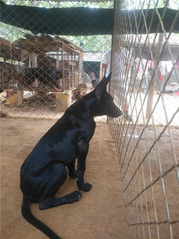 二郎神神兽哮天犬镇宅辟邪犬黑狼犬