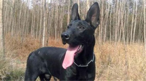 二郎神神兽哮天犬镇宅辟邪犬黑狼犬