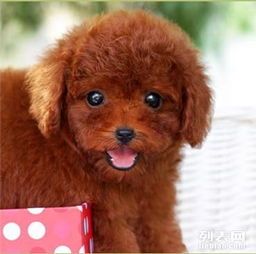 幼犬至成犬,小泰迪饮食计划升级。