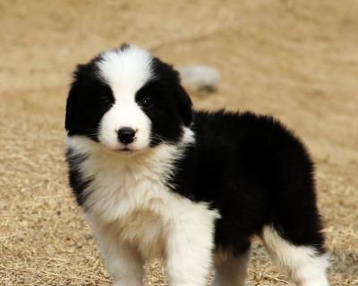 边境牧羊犬成犬的饮食指南：什么食物最适合？