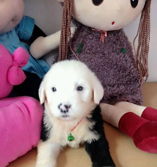 4个月小狗属于幼犬吗？幼犬和成犬的饮食区别是什么？