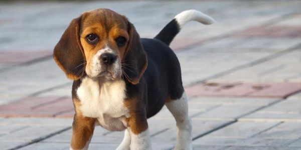 4个月小狗属于幼犬吗？幼犬和成犬的饮食区别是什么？
