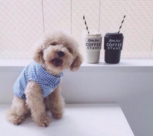 6月后泰迪食量调整,成犬饮食宜均衡。