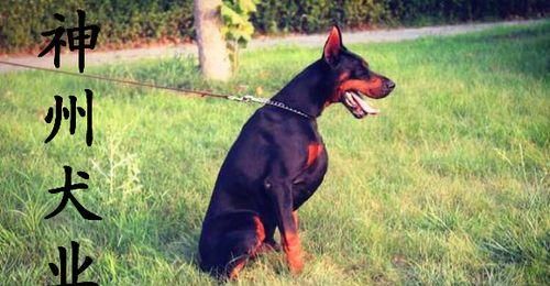 如何正确喂养杜宾犬（宠物杜宾的饮食健康需求）