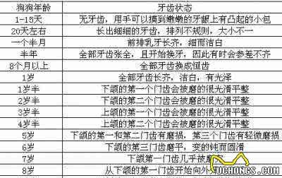 你确定会喂狗狗了吗?狗狗不同年龄段的科学喂养指南