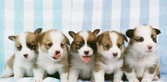 狗狗生产护理篇之饮食健康