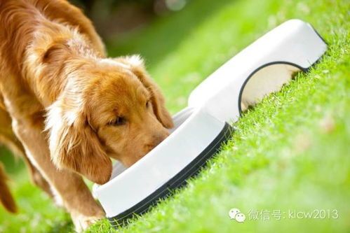 幼犬只吃干粮？试试这些美味辅食！