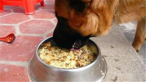 幼犬只吃干粮？试试这些美味辅食！
