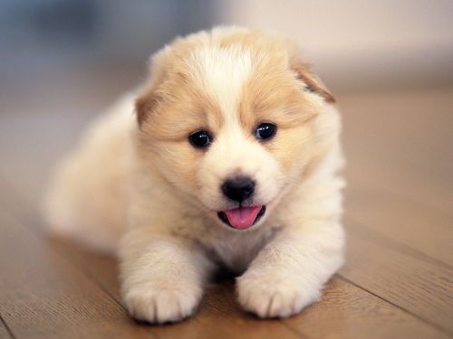 幼犬专用粮，营养均衡首选！