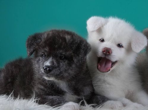 宠物减肥攻略:秋田犬篇