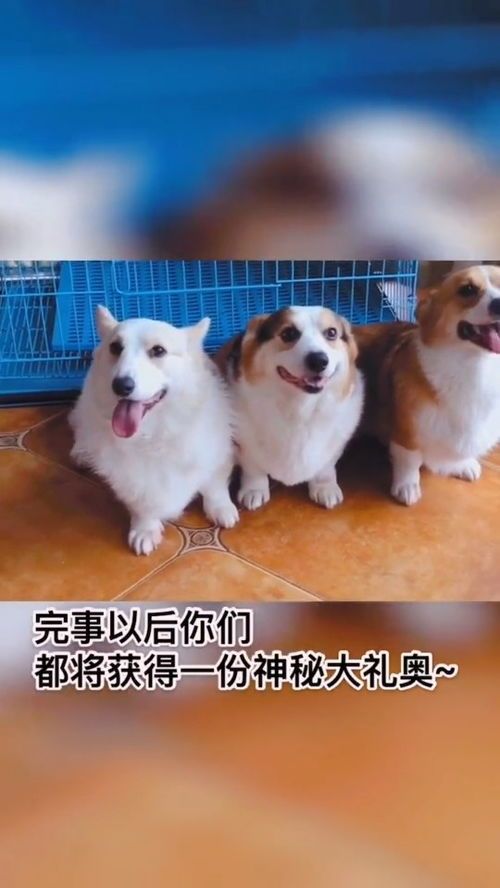 宠物狗变瘦,科学减肥攻略!