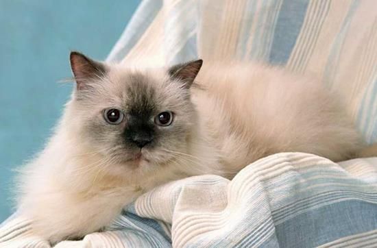 猫咪满月营养食谱推荐