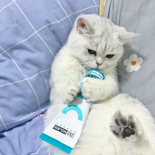 宠物营养:猫咪增肥食谱推荐