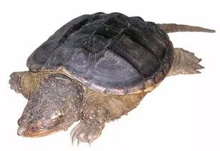 揭秘!鳄鱼龟的专属营养食谱,宠物界的健康秘诀!