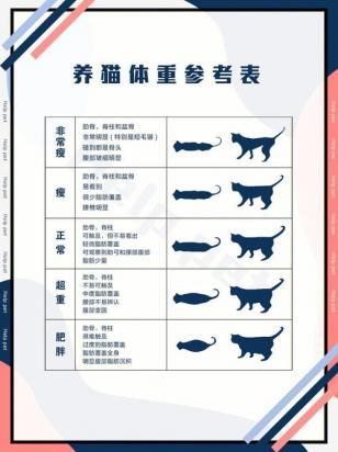 猫咪太瘦怎么增肥？营养食谱和运动方案推荐-1