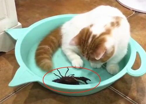 猫咪专属美味虾食谱