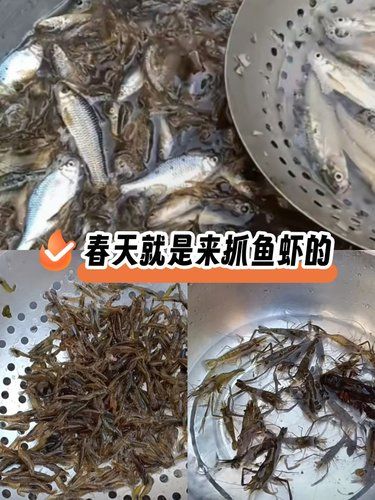 春天来了，随便一捞就是满满的收获。