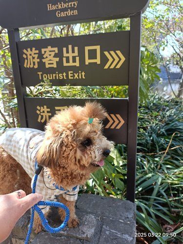 宠物狗带给你的快乐