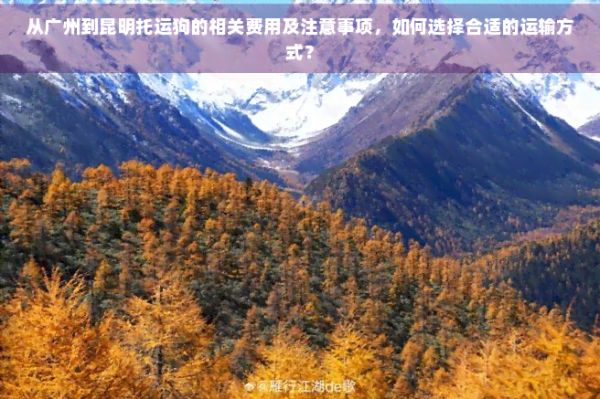 从广州到昆明托运狗的相关费用及注意事项，如何选择合适的运输方式？