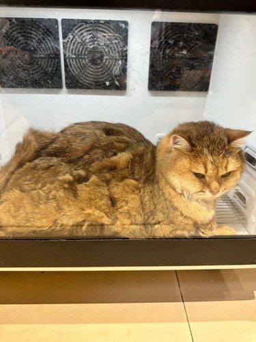 洗猫大作战