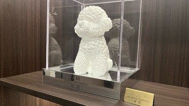 宠物离世不再孤单，温暖告别的正确姿势