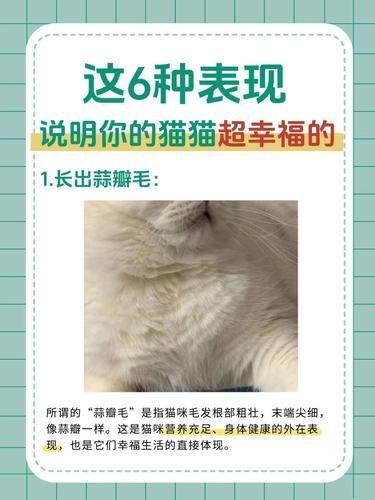 喵喵屋企：猫咪超爱你的 6 种表现