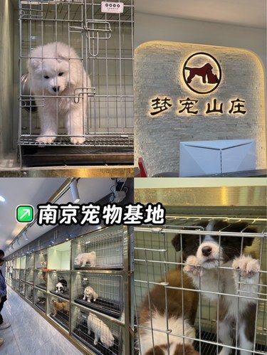 南京靠谱宠物店在这里！！