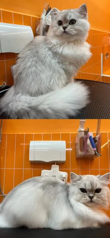 潦草猫到精致猫的蜕变[色]