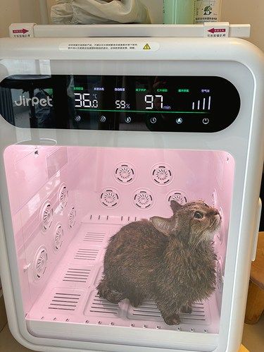 震惊啦❗朋友都说我换了只猫❗