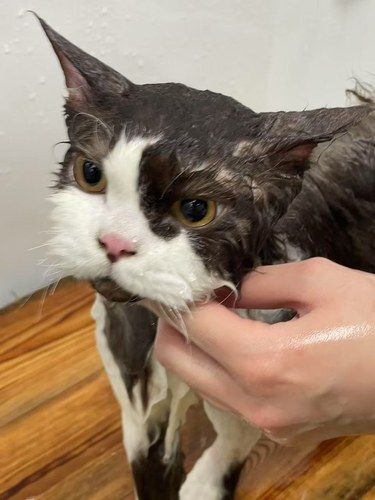 革新路猫咪洗护