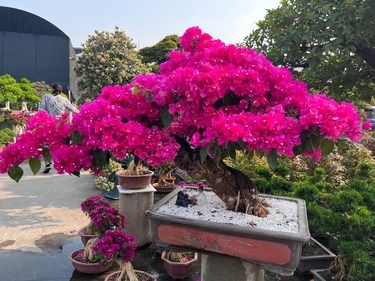 生活需要花儿的点缀
