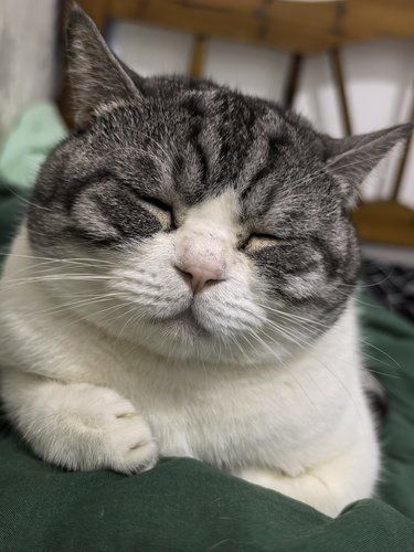 今天猫主子心情复杂了